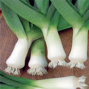 Ang pagpapatubo ng mga leeks sa bukas na lupa at pag-aalaga sa kanila mula sa pagtatanim hanggang sa pag-aani