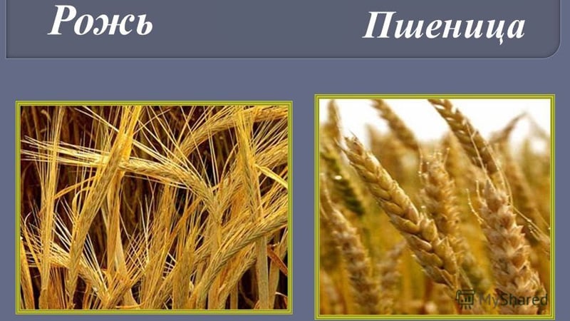 Similitudes et différences entre le blé et le seigle en termes d'apparence, de composition et d'utilisation