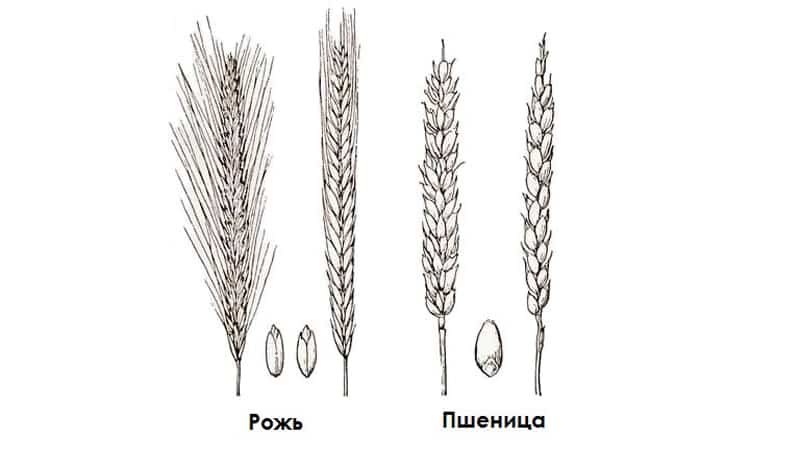 Điểm giống và khác nhau giữa lúa mì và lúa mạch đen về hình dáng, thành phần và cách sử dụng