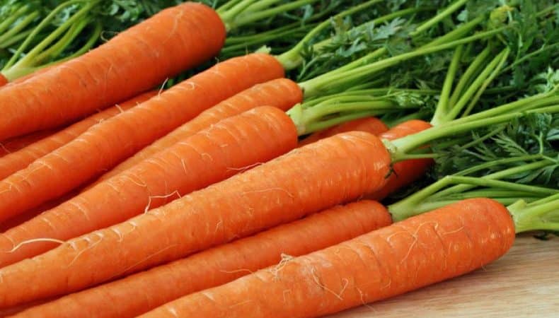 Growing carrots in the middle zone: a review of the best varieties