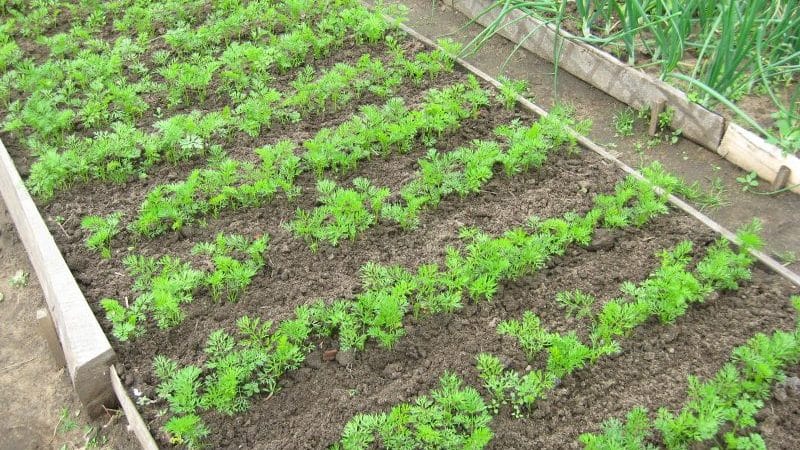 Cultiver des carottes en zone médiane : un tour d'horizon des meilleures variétés