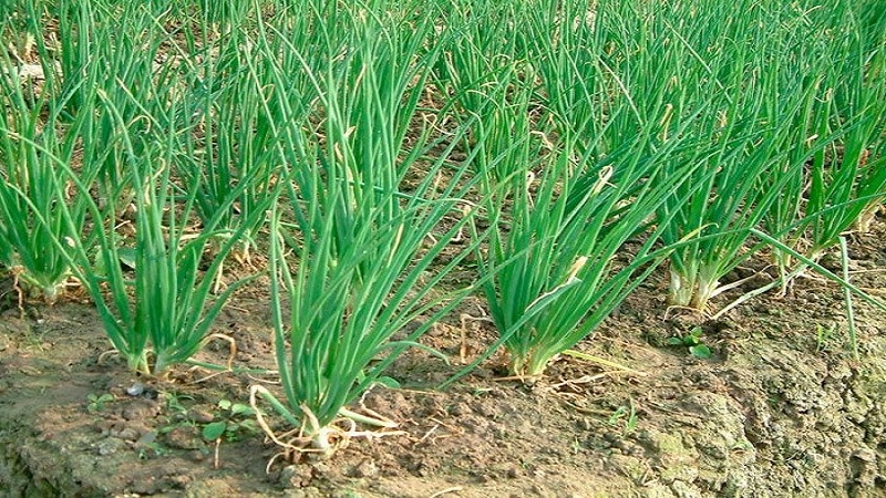 Anbau und Pflege von Schalotten, Fotos von der Ernte und Geheimnisse der Landtechnik