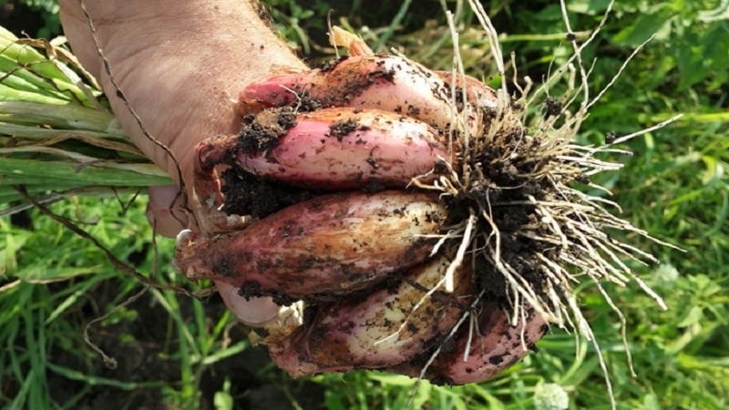 Anbau und Pflege von Schalotten, Fotos von der Ernte und Geheimnisse der Landtechnik