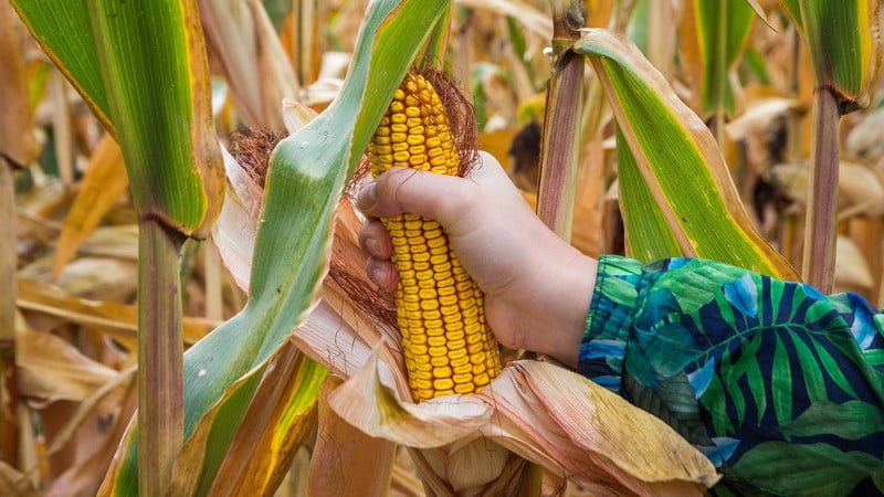 Regras de rotação de culturas na horta: o que pode ser plantado ao lado da groselha preta