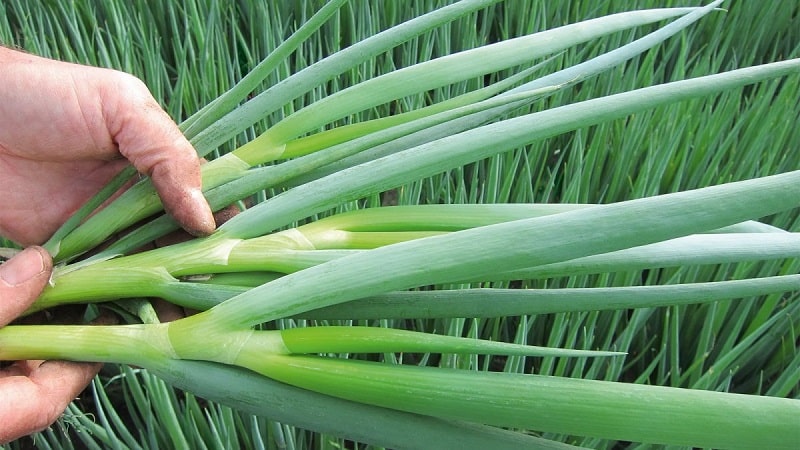 Com cultivar correctament la ceba: plantar i cuidar a terra oberta