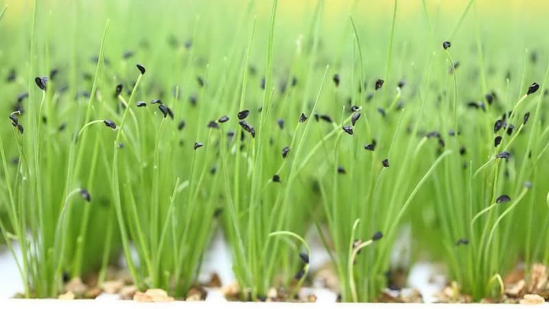 Com cultivar correctament la ceba: plantar i cuidar a terra oberta