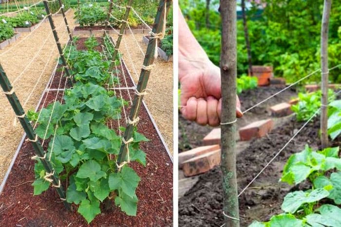 Arahan langkah demi langkah untuk tukang kebun pemula: cara mengikat timun dengan betul, cara terbaik