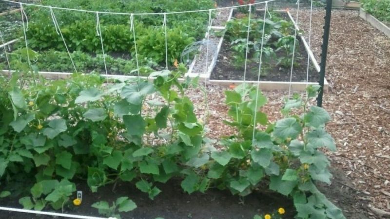 How to properly trim the leaves of cucumbers in a greenhouse and is it necessary to do so?