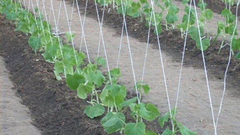 Arahan langkah demi langkah untuk tukang kebun pemula: cara mengikat timun dengan betul, cara terbaik