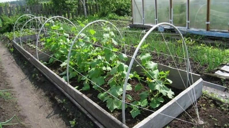 Arahan langkah demi langkah untuk tukang kebun pemula: cara mengikat timun dengan betul, cara terbaik