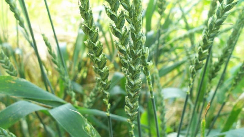 Ano ang spelling wheat at bakit maganda ang butil na ito?