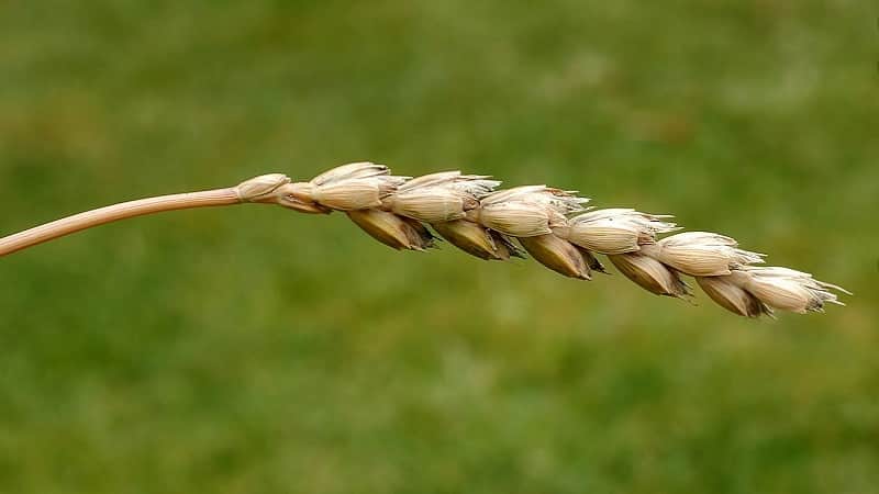 Ano ang spelling wheat at bakit maganda ang butil na ito?