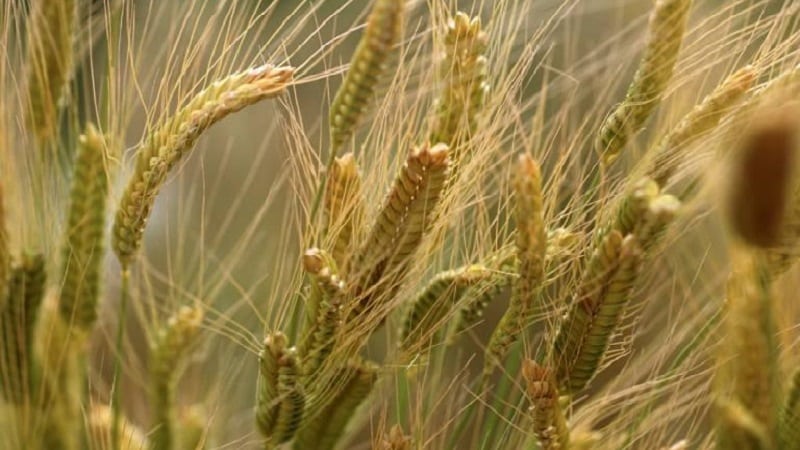 Ano ang spelling wheat at bakit maganda ang butil na ito?