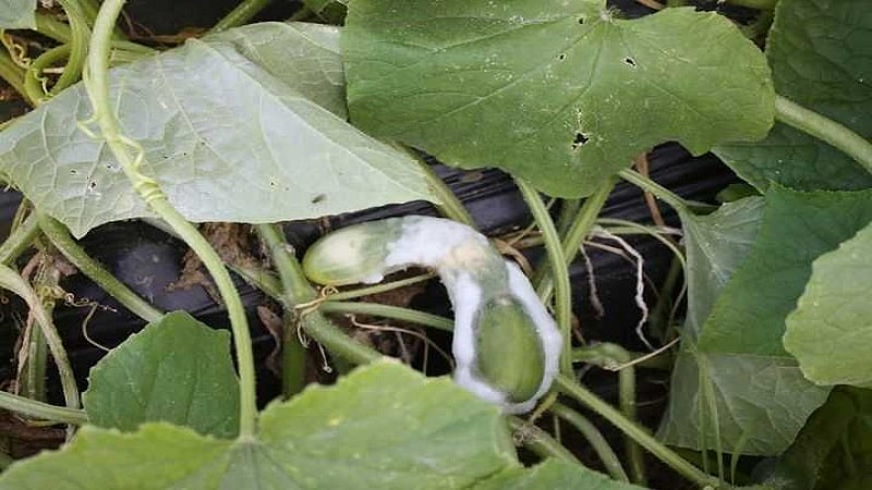 7 razões principais para a placa branca em pepinos e folhas