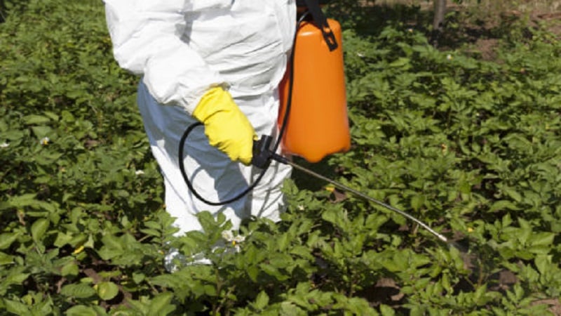 Com desfer-se de les males herbes a les patates amb lapislàtzuli o els seus anàlegs