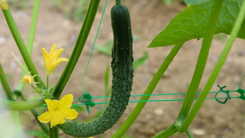 Ang pinakamahusay na mga varieties ng Chinese cucumber: paglalarawan at larawan