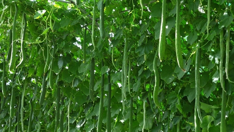 Ang pinakamahusay na mga varieties ng Chinese cucumber: paglalarawan at larawan