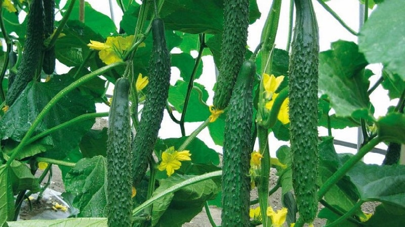 The best varieties of Chinese cucumbers: description and photo