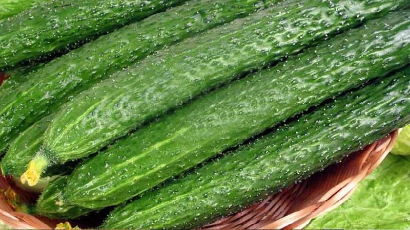 Ang pinakamahusay na mga varieties ng Chinese cucumber: paglalarawan at larawan