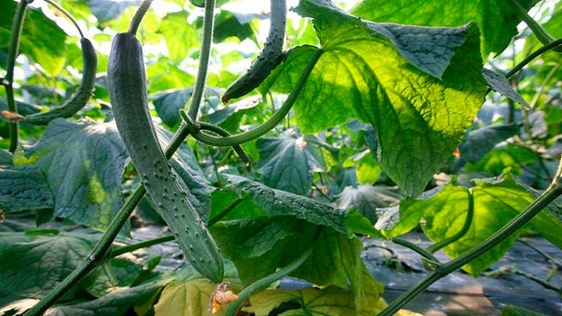 Ang pinakamahusay na mga varieties ng Chinese cucumber: paglalarawan at larawan