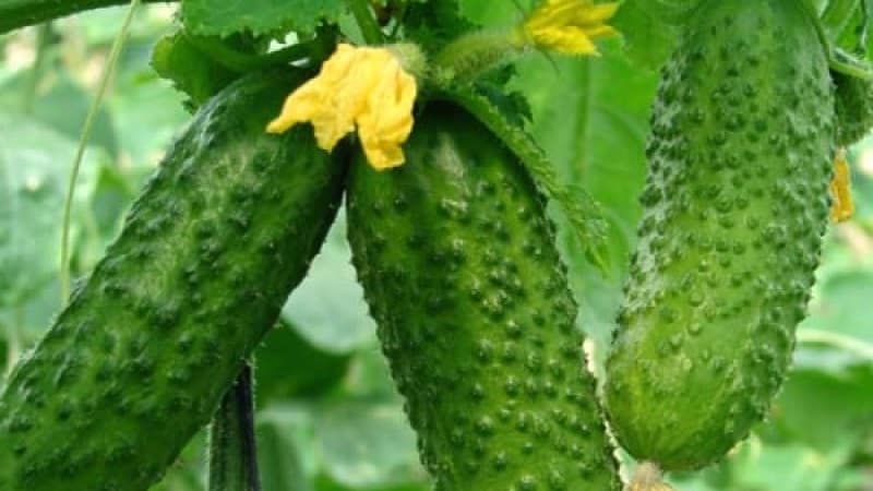 Ang pinakamahusay na mga varieties ng Chinese cucumber: paglalarawan at larawan