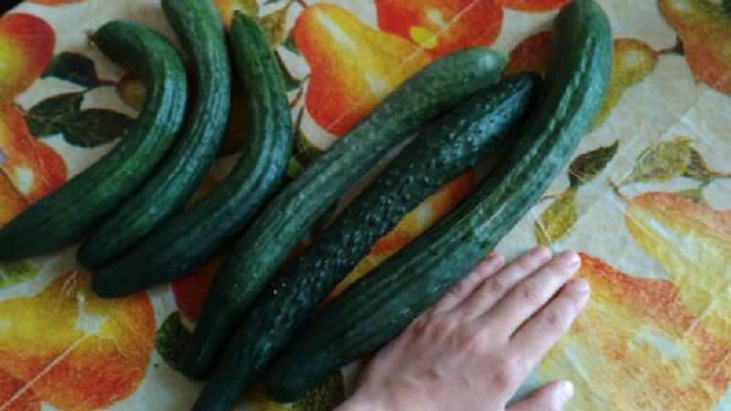 The best varieties of Chinese cucumbers: description and photo