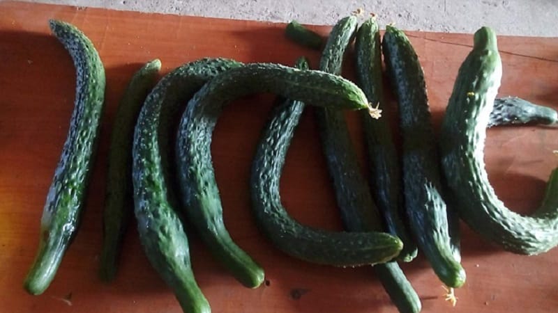 Ang pinakamahusay na mga varieties ng Chinese cucumber: paglalarawan at larawan