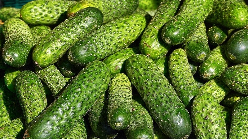 The best varieties of Chinese cucumbers: description and photo