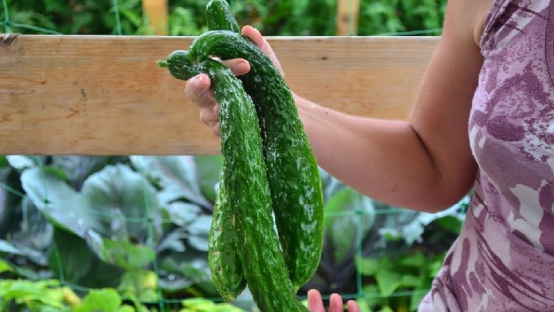 Ang pinakamahusay na mga varieties ng Chinese cucumber: paglalarawan at larawan