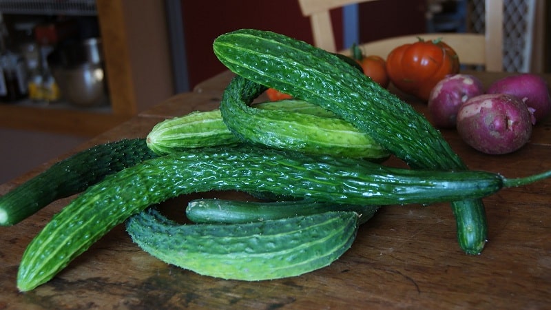 Ang pinakamahusay na mga varieties ng Chinese cucumber: paglalarawan at larawan