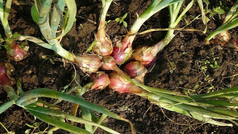 Um guia para cultivar e cuidar de cebolas tradicionais para jardineiros iniciantes