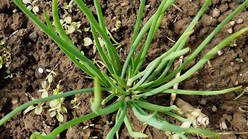 Un guide sur la culture et l'entretien des oignons anciens pour les jardiniers débutants