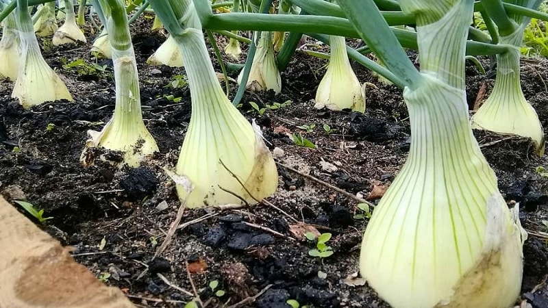 Steg-för-steg-guide för att odla utställningslök genom plantor