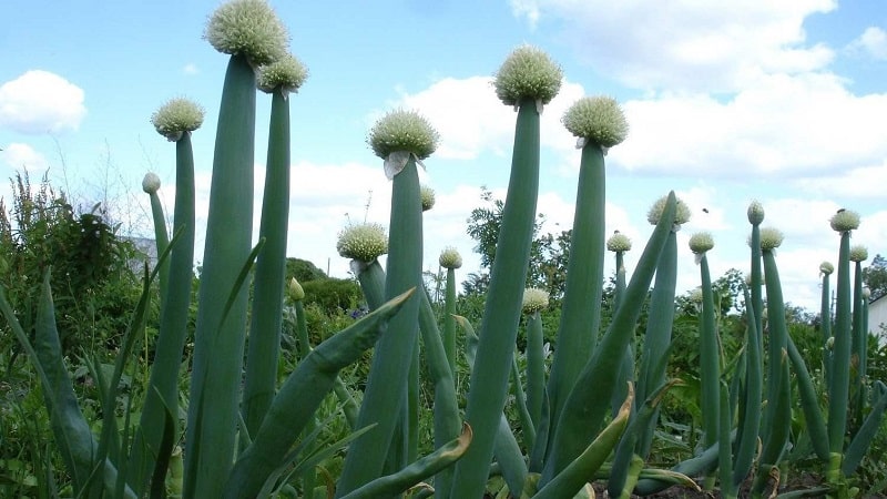 Cebolla de Altai Alves: descripción y características de cultivo.