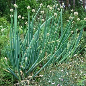 Cebolla de Altai Alves: descripción y características de cultivo.