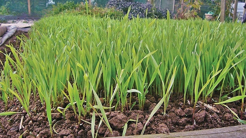 Hva er bra med rug, hvordan er det en grønngjødsel om høsten og hvordan plante den riktig