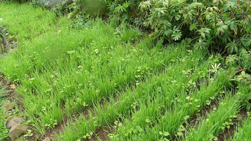 Cosa c'è di buono nella segale, com'è il concime verde in autunno e come piantarlo correttamente