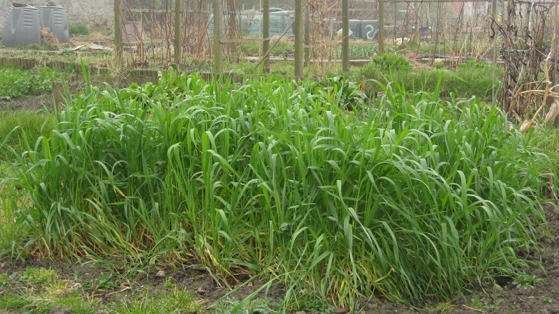 ¿Qué tiene de bueno el centeno, cómo es abono verde en otoño y cómo plantarlo correctamente?