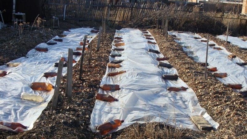 Nous choisissons comment protéger les oignons du gel pour l'hiver et étudions les nuances du processus