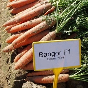 What do Vita Longa and Bangor F1 carrots have in common?