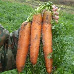 What do Vita Longa and Bangor F1 carrots have in common?