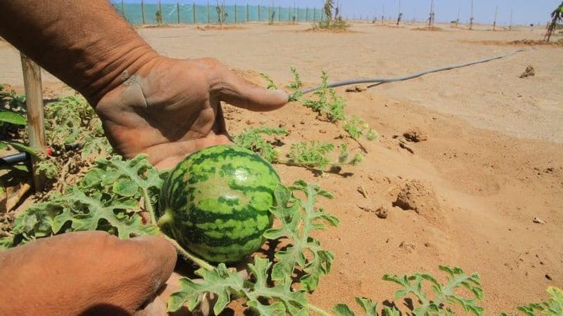 ¿Qué tiene de bueno la sandía sin semillas, qué variedades hay y cómo cultivarla?