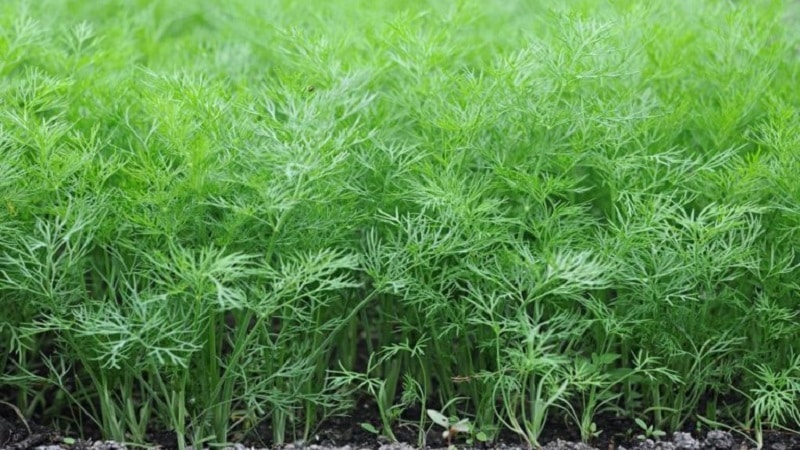 What is garden dill and its characteristics