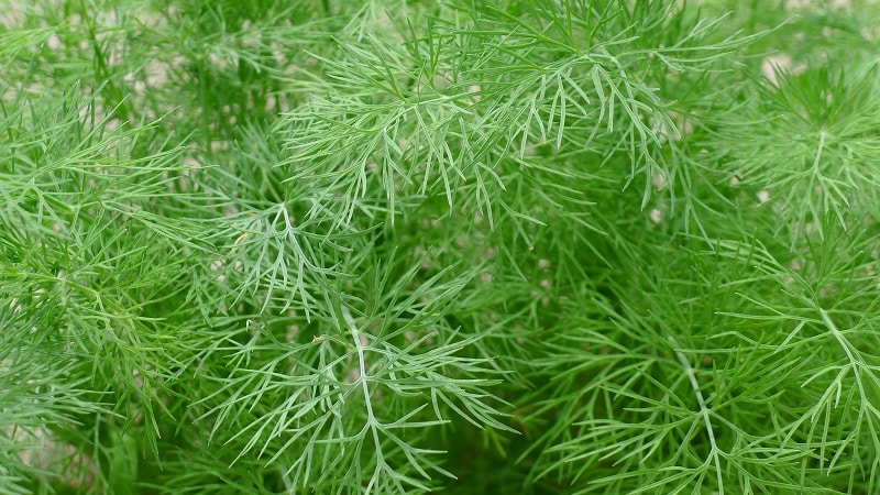 Què és l'anet de jardí i les seves característiques