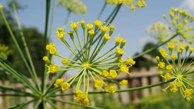 What is garden dill and its characteristics