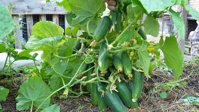 Características dos pepinos do mato e características de cultivo