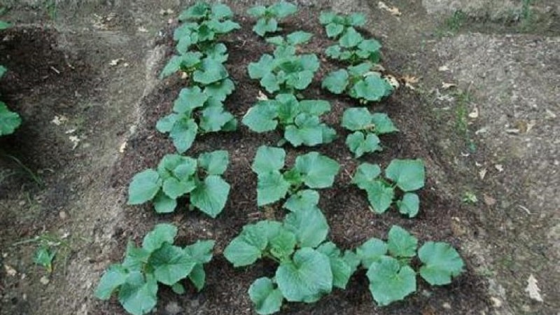 Characteristics of bush cucumbers and cultivation features