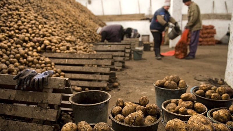 Nuansa menyimpan kentang di gudang sayur-sayuran: bagaimana untuk mewujudkan keadaan optimum untuk penuaian