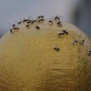 Bagaimana untuk menghilangkan midges bawang