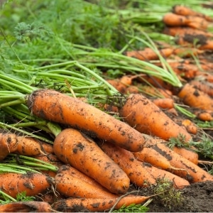 Preservar a colheita corretamente: como podar cenouras para armazenamento no inverno e por que isso é necessário